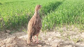world ka campion teetar awaz, pk francolin bird sound
