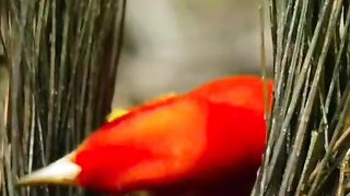 what a very beautiful bird