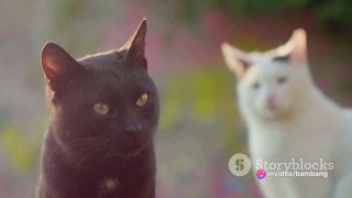 Addorable Kitten. Text to Video by Ai Technology