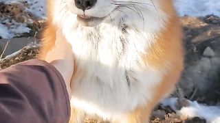 Dixie has a lot to say while I pet he