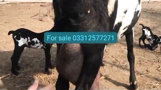 Goats for sale in Pakistan 3