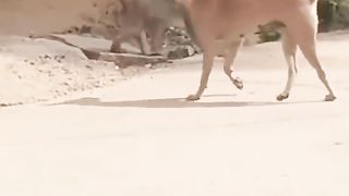 Funny Monkey Viral Video 113