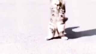Crossing The Road While Standing Striped Kitten Version