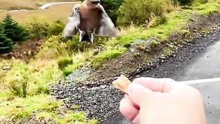 Amazing videos vol 4
