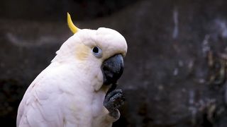 Nice Brid