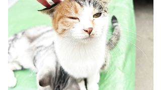 Funny cat 258