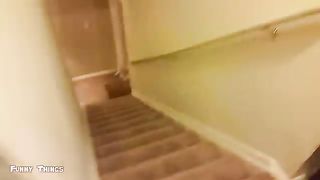 funny cat and dog action