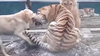 Dog Mom vs. Mischievous Tiger: Hilarious Showdown!