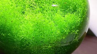 Amazing videos vol 8