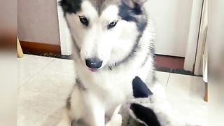 Funny Dog Viral Video 92