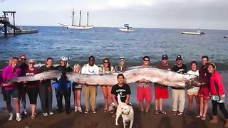 Les pêcheurs attrapent ce que personne n'était censé voir
