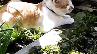 Saya bermain sama kucing kembali