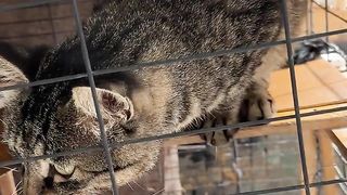 Funny cat 259