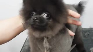 Puppy's Grooming Dance