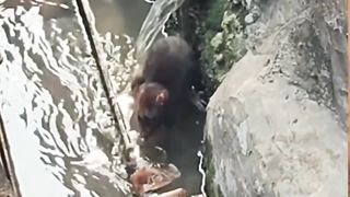 Video curut wudhu