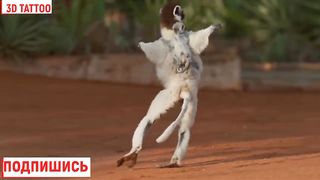 The cutest baby animals you've never seen.