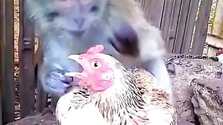 Video - video hewan lucu part 1