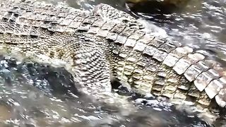 CROCODILE in Forest & Yummy Squid  Cooking