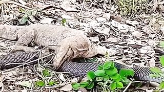 Wild Encounter of Black Cobra and Monitor Lizard