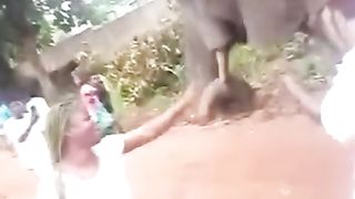 Éléphants n'aime pas bêtise
