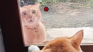 Video - video hewan lucu part 2 |tertawa lah sebelum tertawa itu dilarang.