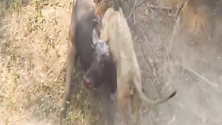 Epic Lion vs Bufallo Battle || The Lion King has Down