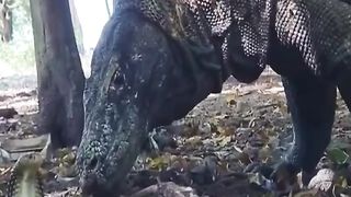 COMODO DRAGON HUNTS || AMAZING