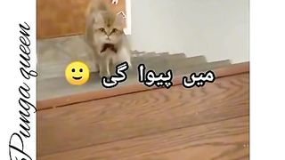 Cat funny videos 3