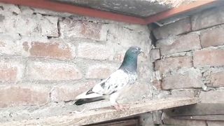 Faroz puri pigeon beautiful breeder pair