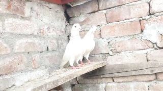 Moti waly breedar pair blue aye