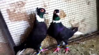 Crwon fancy American beautiful breeder pair