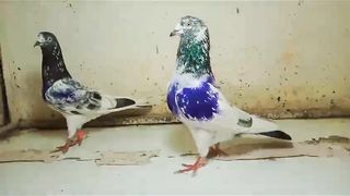 Beautifull breedar pair best flying