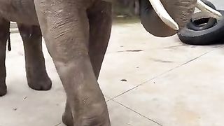 Elephant Video...