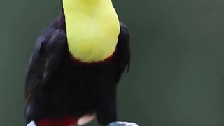 Amazing videos vol 9