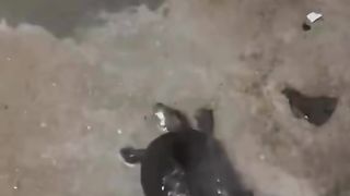 Dancing Turtle