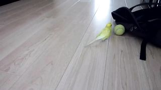 Budgie Balancing Trick# funnypet143