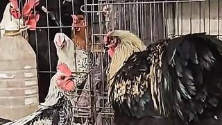 Amazing videos vol 12