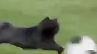 The Extraordinary Spirit of the Black Cat