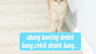 Funny Cats Face