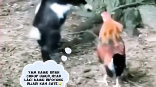 Rooster VS Kid Goat Fight