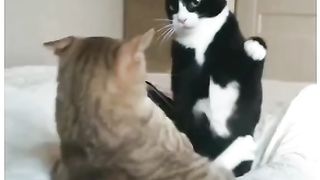 Funny Cat Viral Video 100