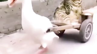 Striped Cat Casual Style