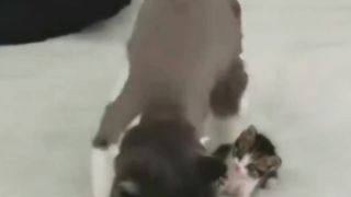 Mother Cat Teaches How to Clean Up Poop