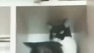 Funniest Cats and Dogs ???????? | Funny Animal Videos 5