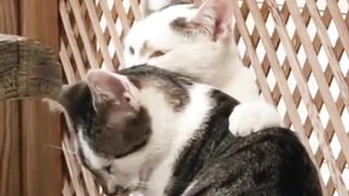 A couple in love