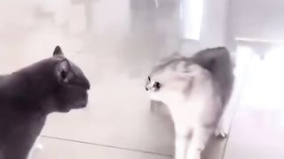 Funny Dog Viral Video 93