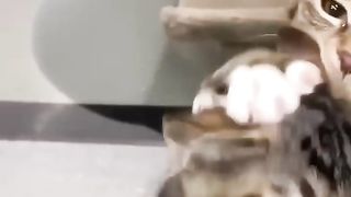 Kittens Fight to Get Adopted First