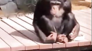 Funny Chimp...........