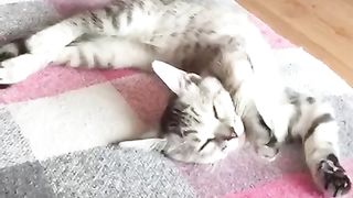 Котик спит