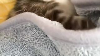 Cute Cat 22
